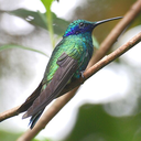 Colibri