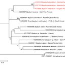 Marta Álvarez-Presas