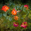 Ed Garden