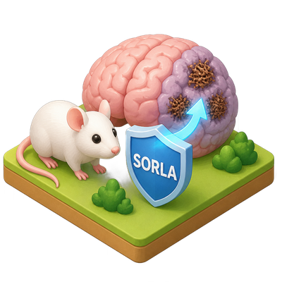 SORLA protein shown to reverse tau damage in Alzheimer's mouse models