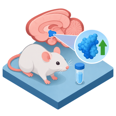 Scientists restore brain protein Menin, reverse aging signs in mice