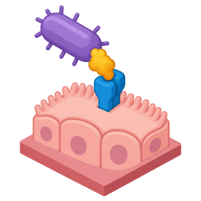 Scientists identify claudin-4 as receptor for colon cancer-linked bacterial toxin